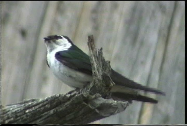 Violet-green Swallow - eBird