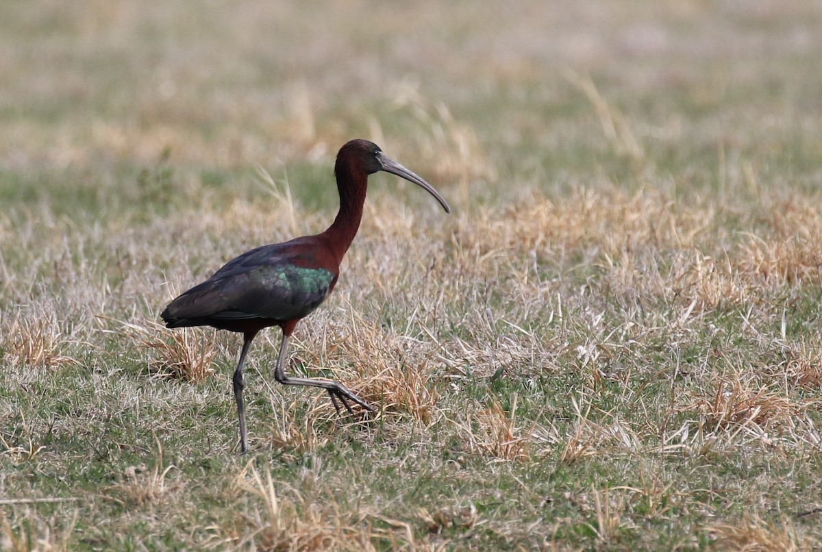 Glossy Ibis - ML435587421