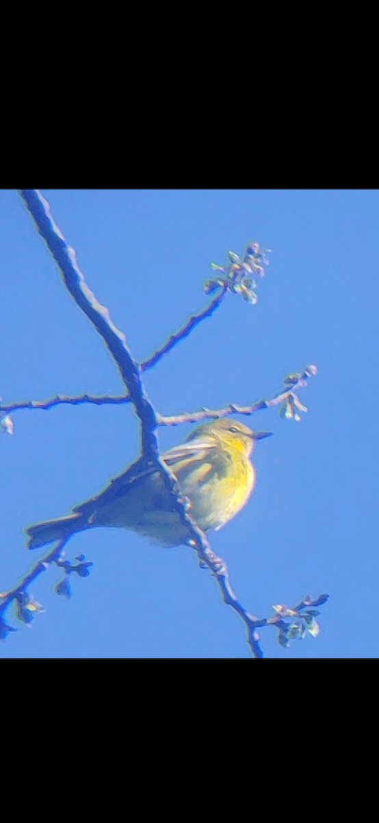 Pine Warbler - ML435588121