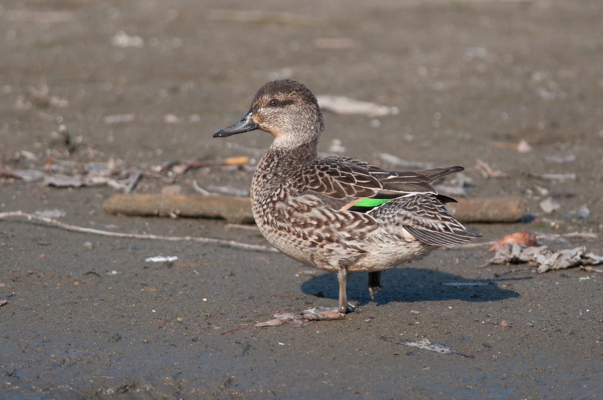 Green-winged Teal - Amanda Guercio