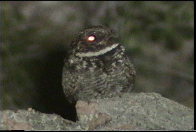 Common Poorwill - ML435591