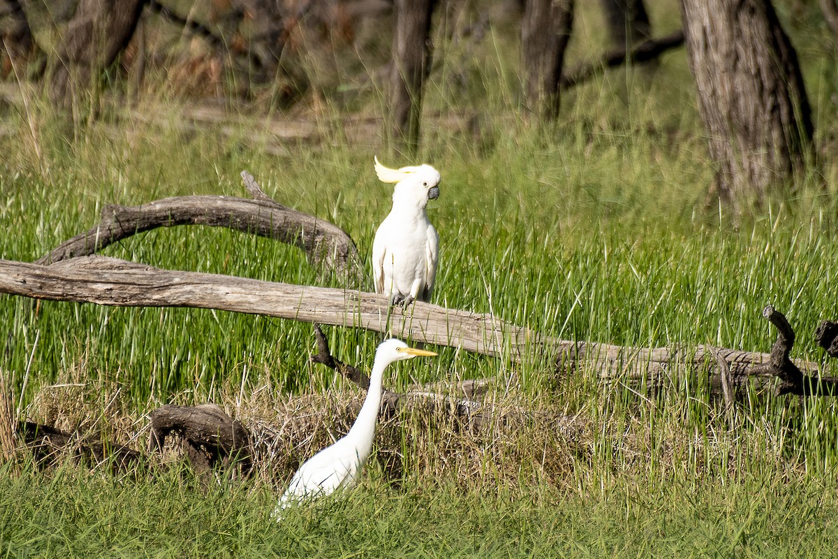 Sulphur-crested Cockatoo - ML435591731