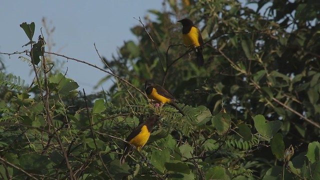 Yellow-rumped Marshbird - ML435592921