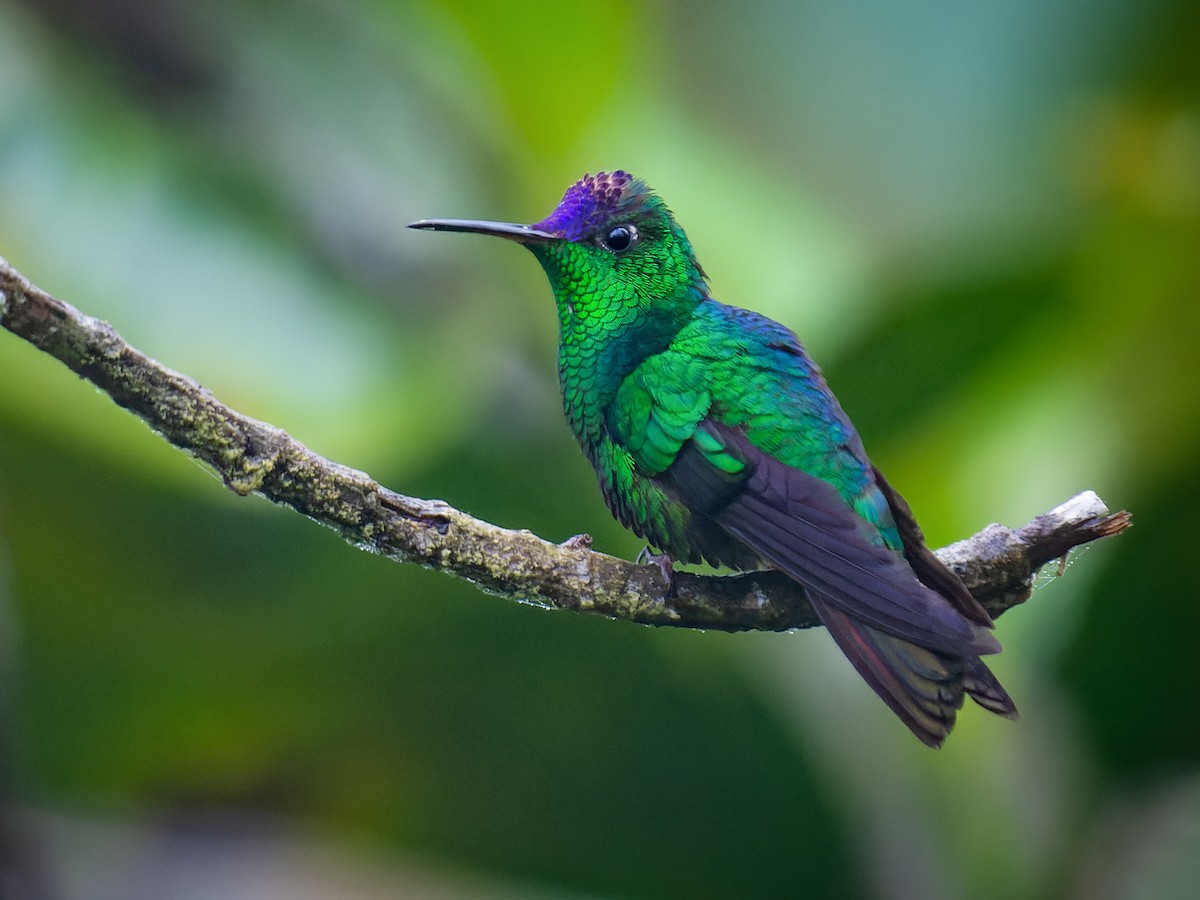 Violet-capped Hummingbird - Goldmania violiceps - Birds of the World