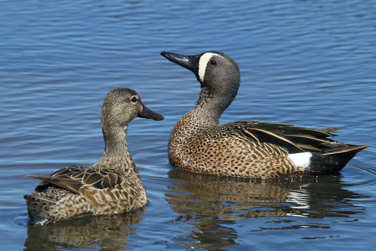 Blue-winged Teal - Devin Griffiths