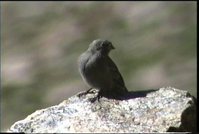 Black Rosy-Finch - ML435594