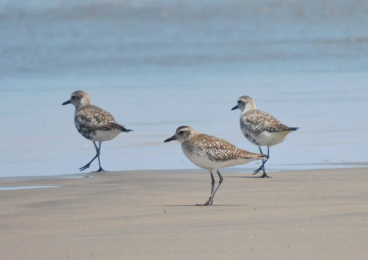 Black-bellied Plover - ML435595191