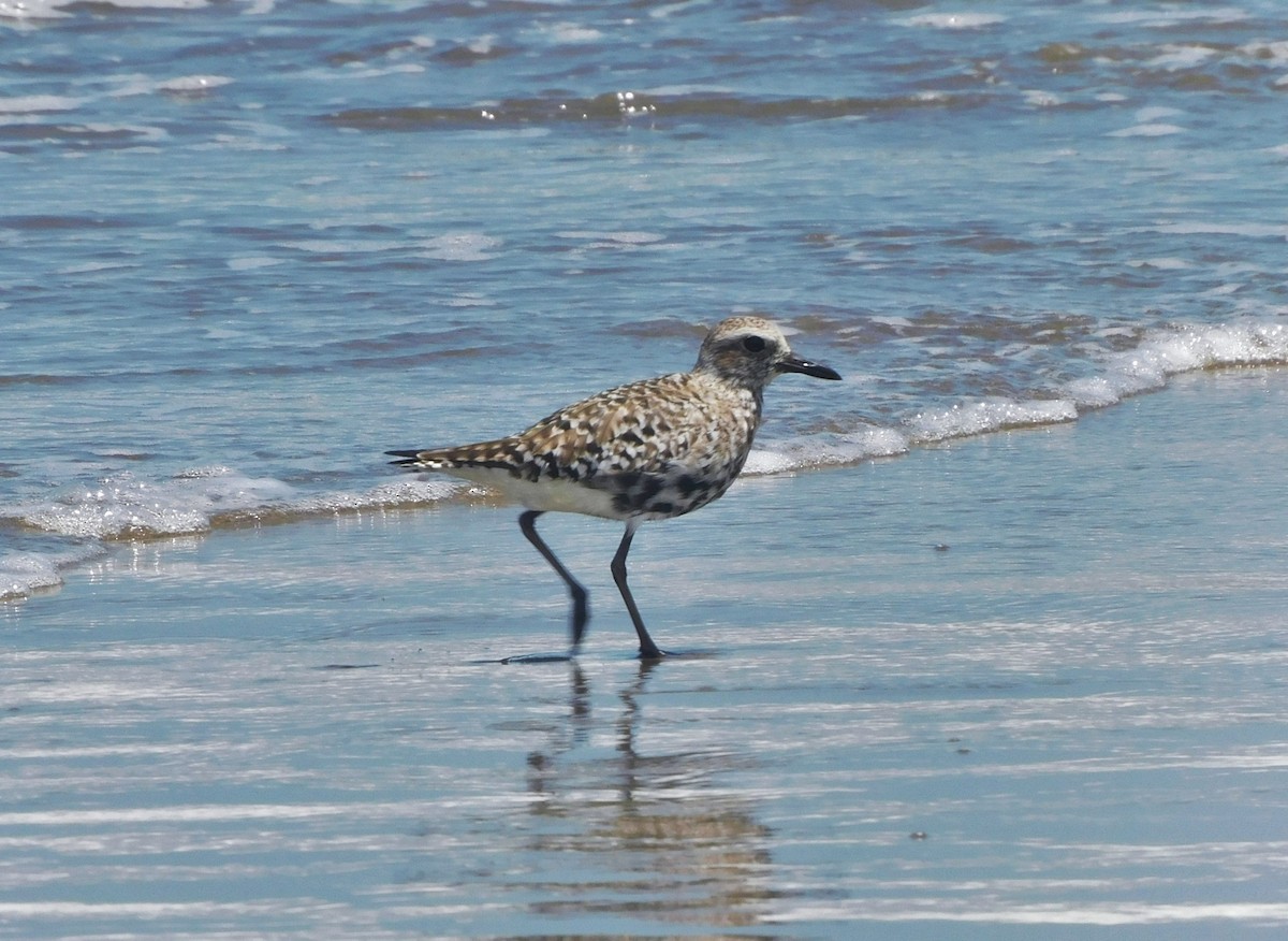 Black-bellied Plover - ML435595231