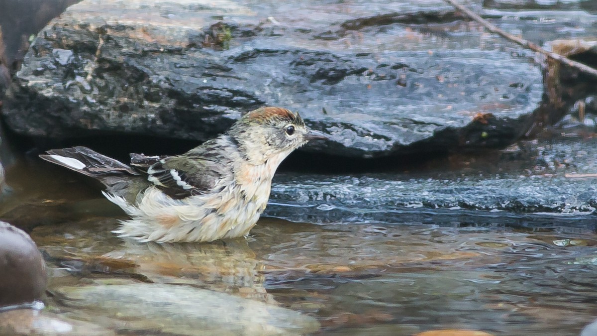 Bay-breasted Warbler - ML435595321