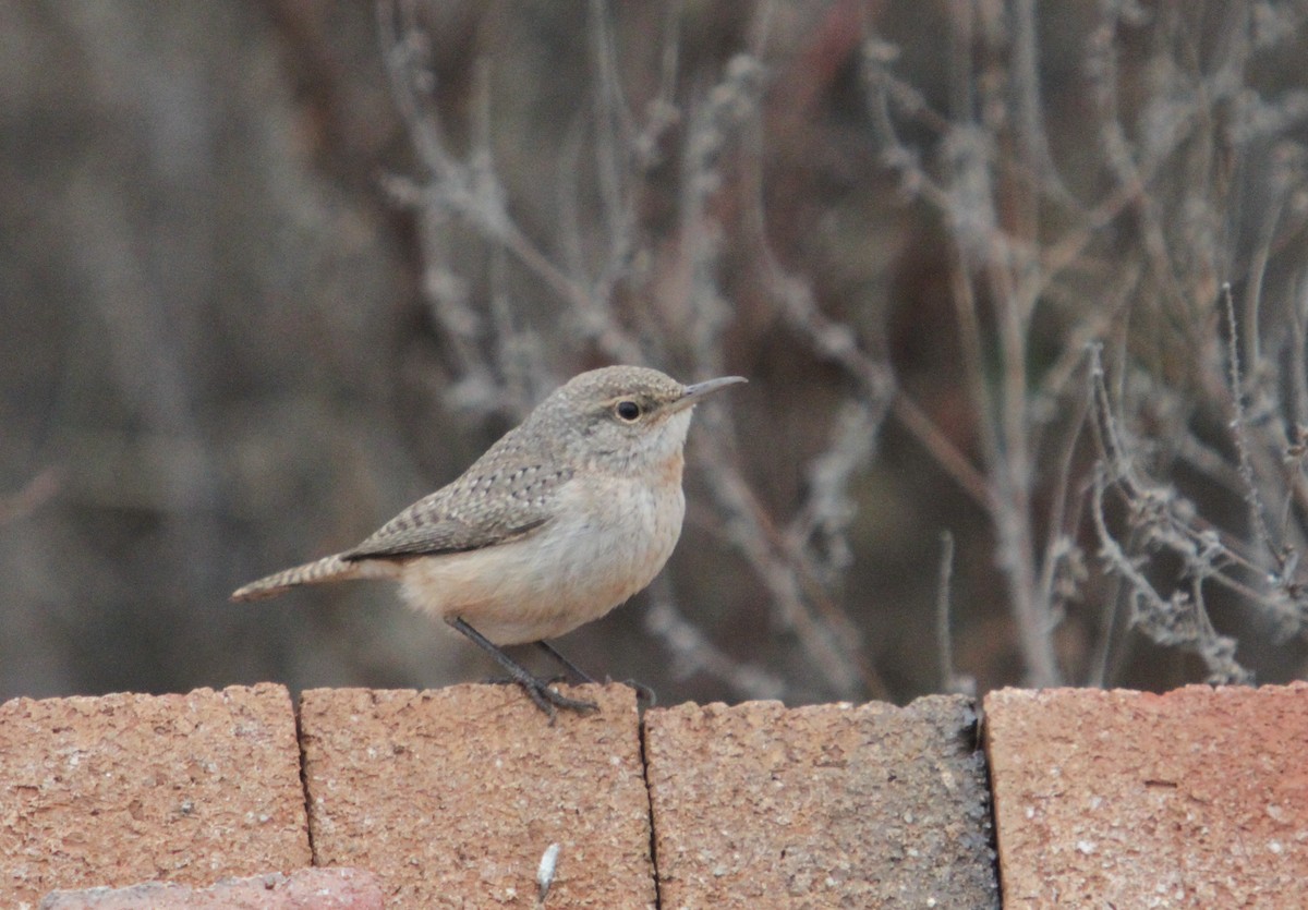 Rock Wren - Ben Barkley
