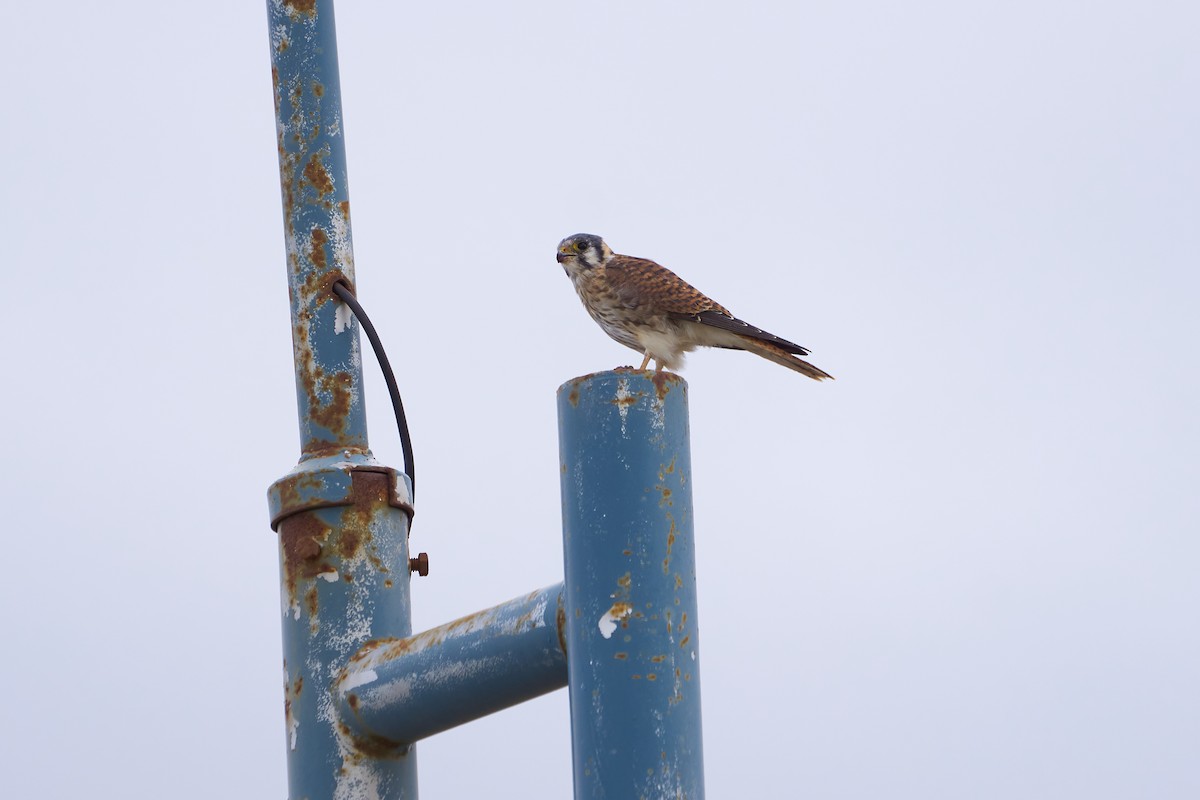 American Kestrel - ML435600471