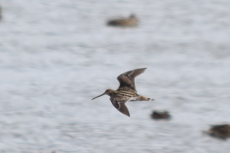 Wilson's Snipe - ML435602931