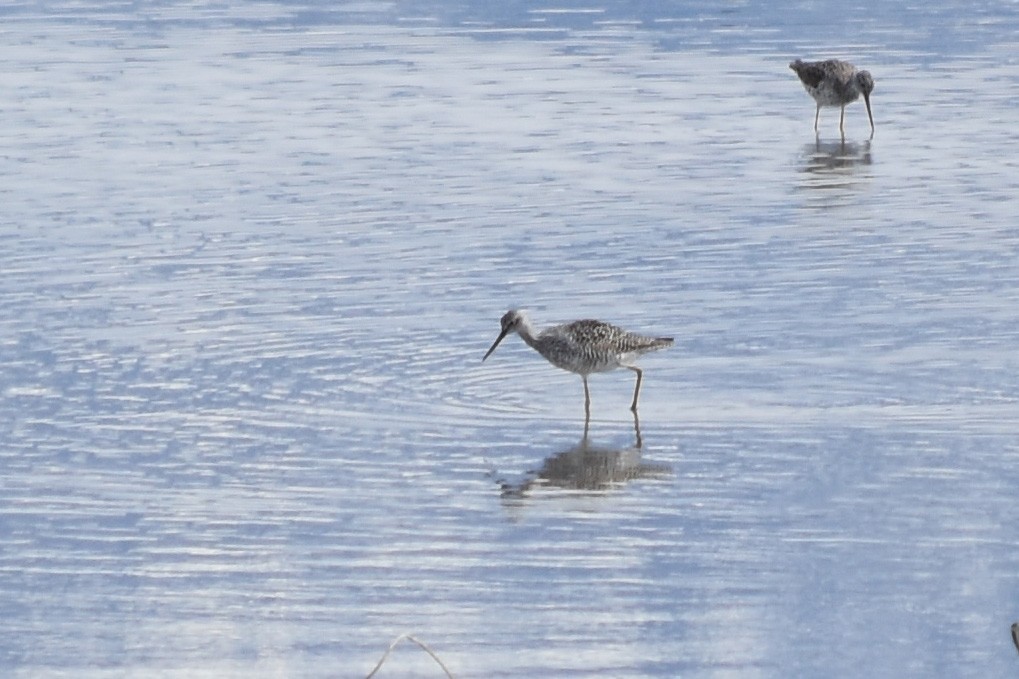 Greater Yellowlegs - ML435602981