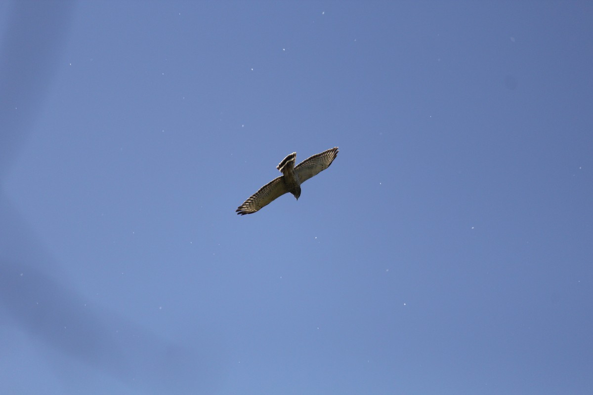 Broad-winged Hawk - ML435604541