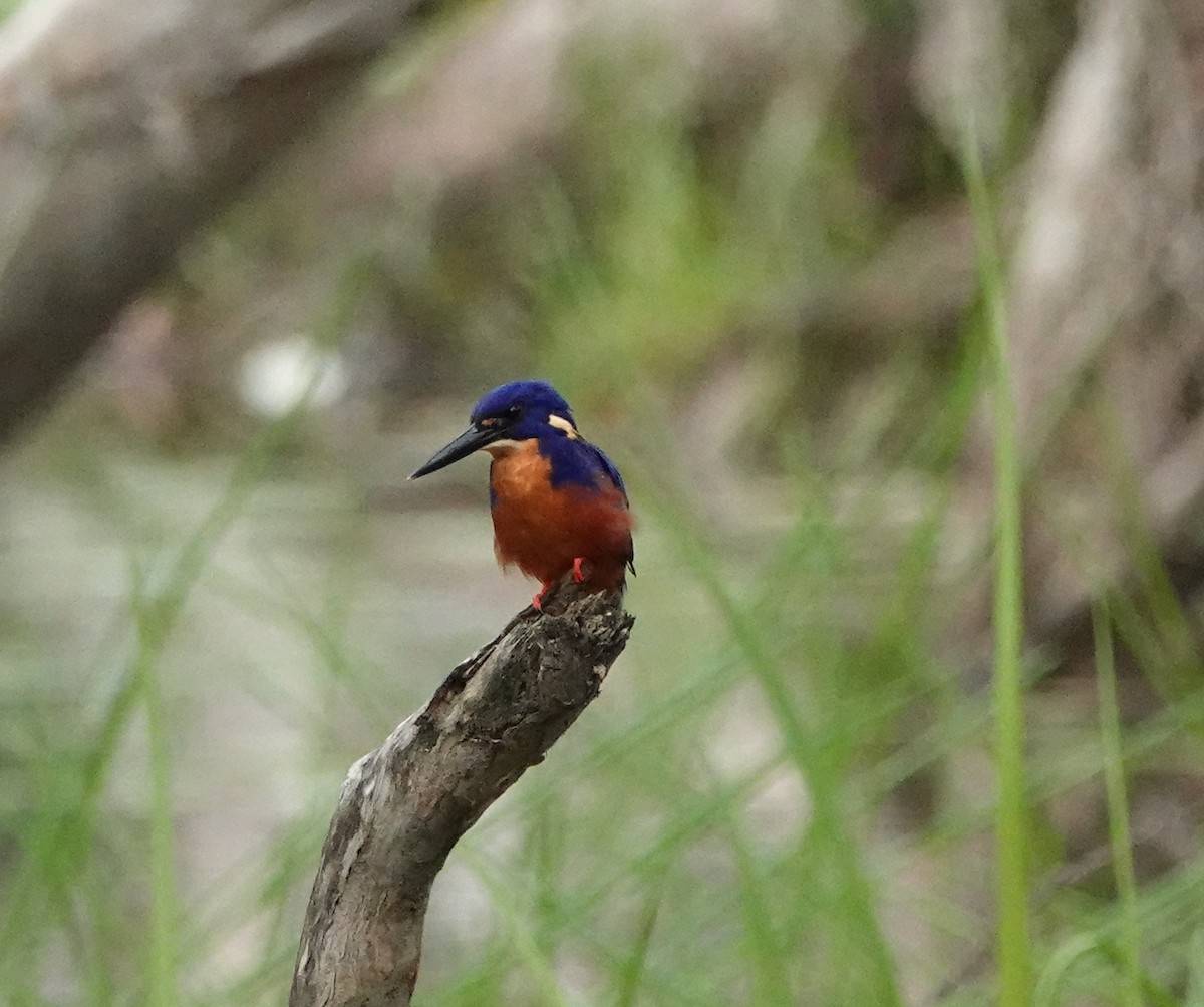 Azure Kingfisher - ML435604611