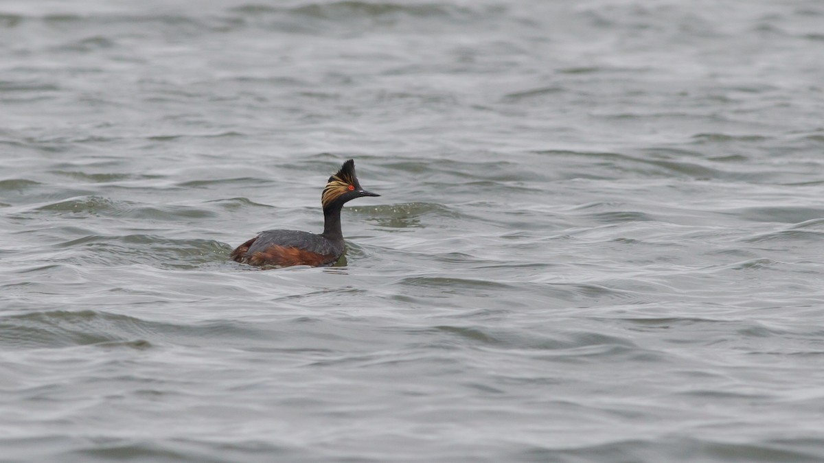 Eared Grebe - ML435604781