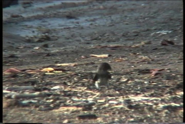 Golondrina Caribeña - ML435605