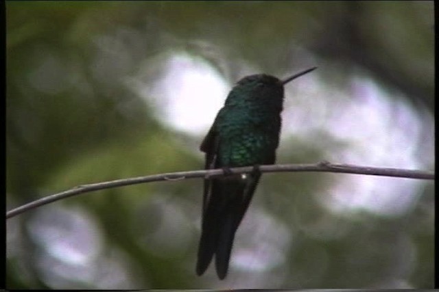 Puerto-Rico-Smaragdkolibri - ML435606