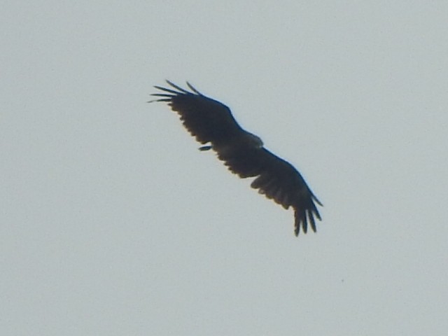 eagle sp. - Arulvelan Thillainayagam