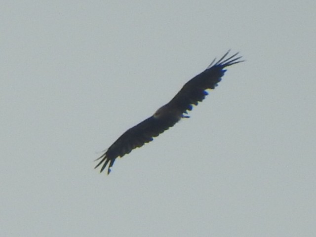 eagle sp. - Arulvelan Thillainayagam