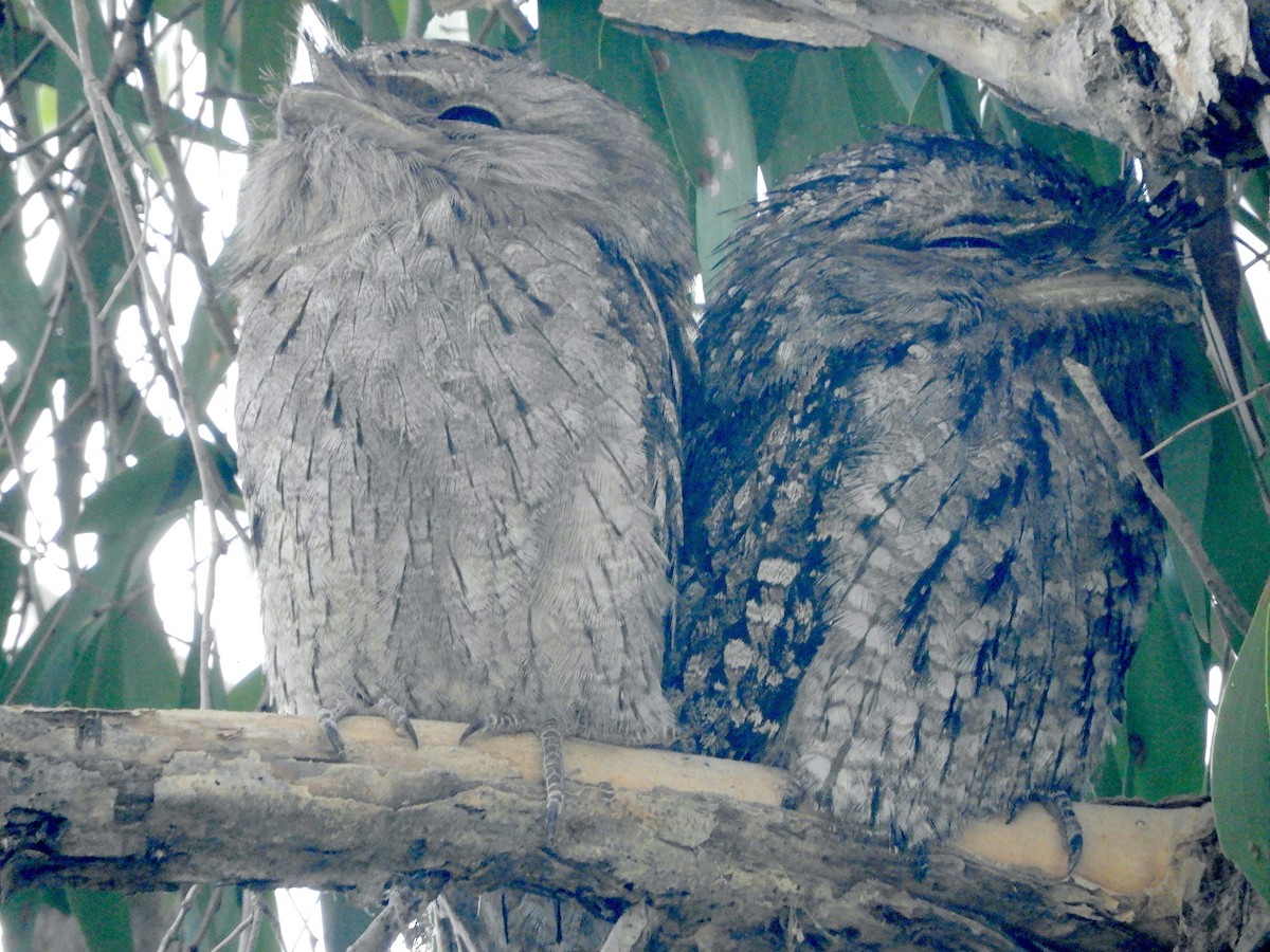 Tawny Frogmouth - Ivor Preston