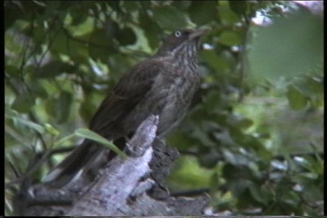 Pearly-eyed Thrasher - ML435607