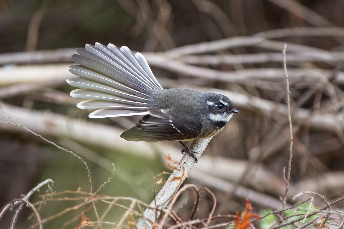 Gray Fantail - ML435607031