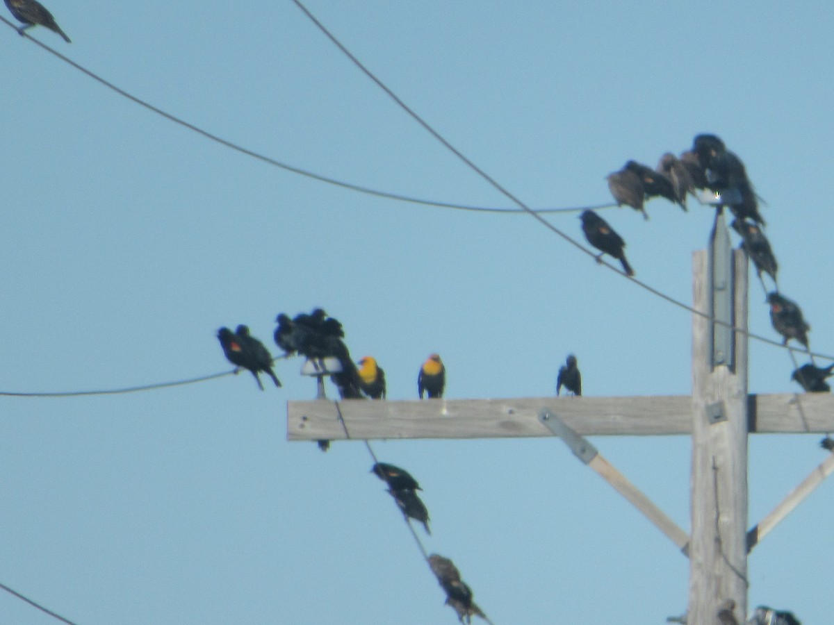 Yellow-headed Blackbird - ML435607271