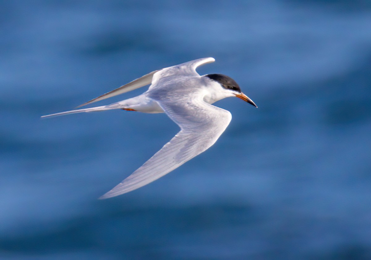 Forster's Tern - ML435608101