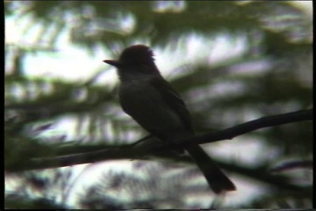 Puerto Rican Flycatcher - ML435609