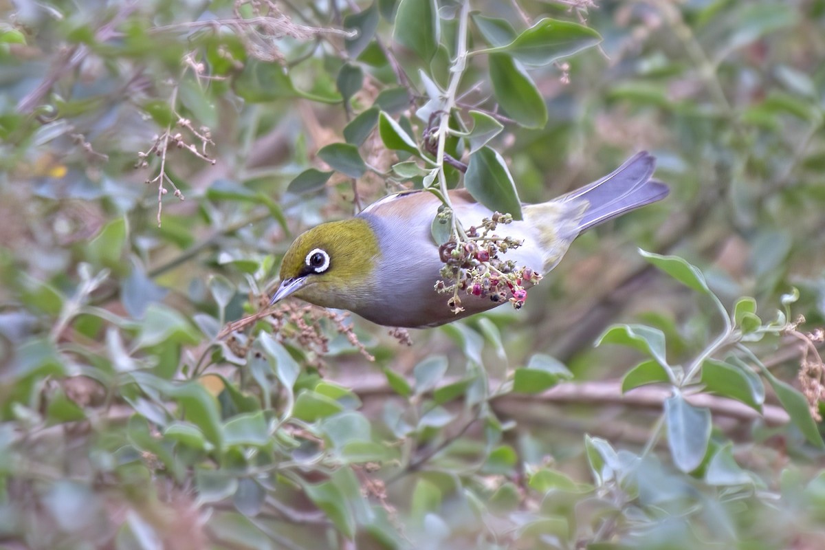 Silvereye - ML435609911