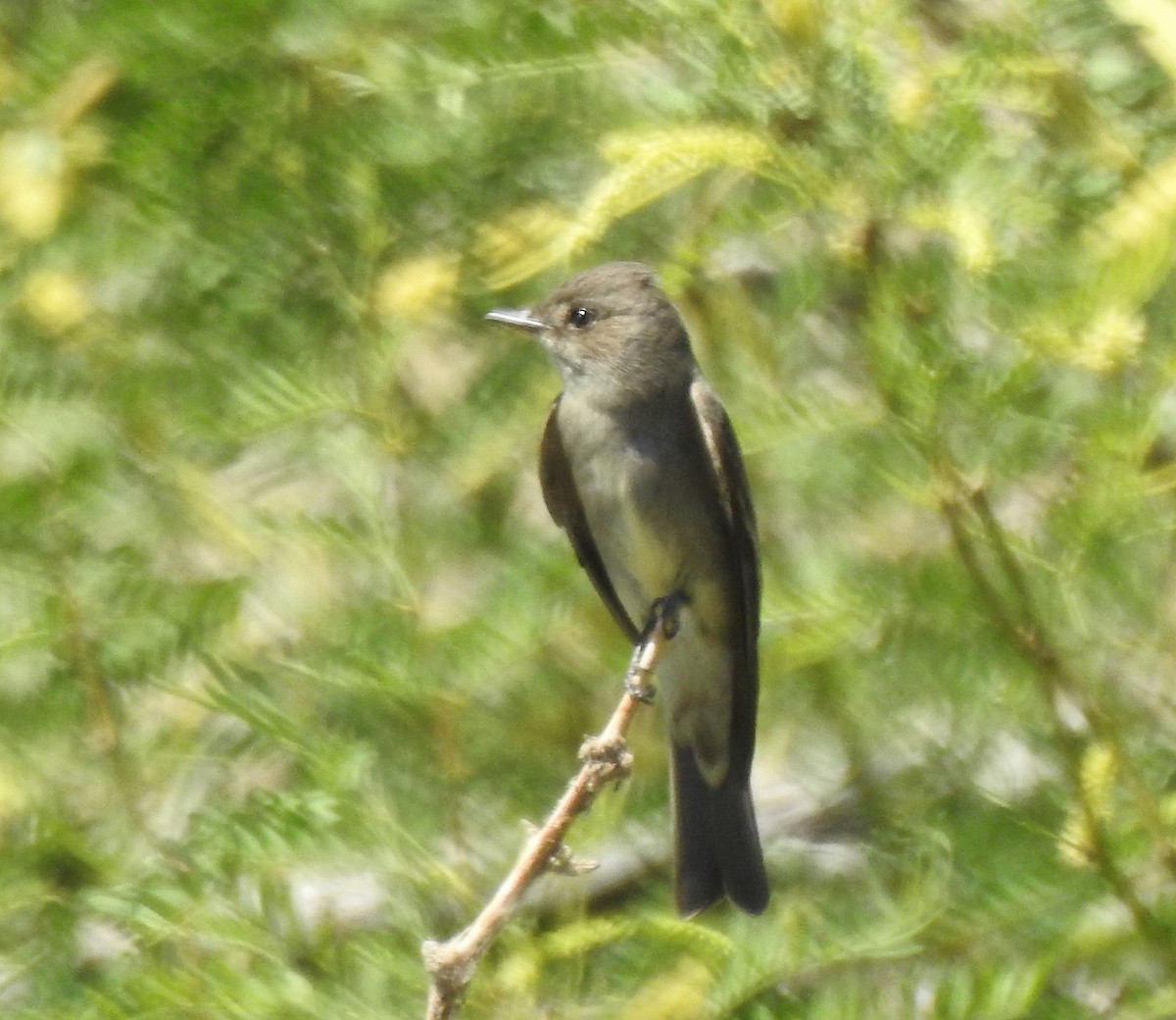 Western Wood-Pewee - ML435610551