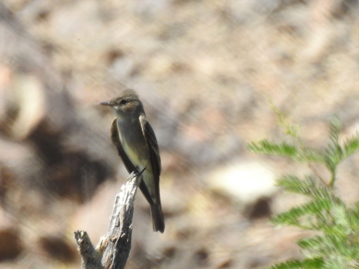 Western Wood-Pewee - ML435610571