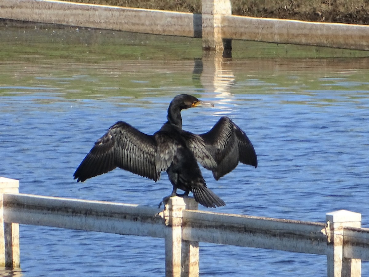 Great Cormorant - ML435610671