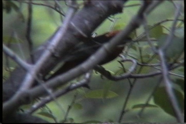 Puerto Rican Bullfinch - ML435611