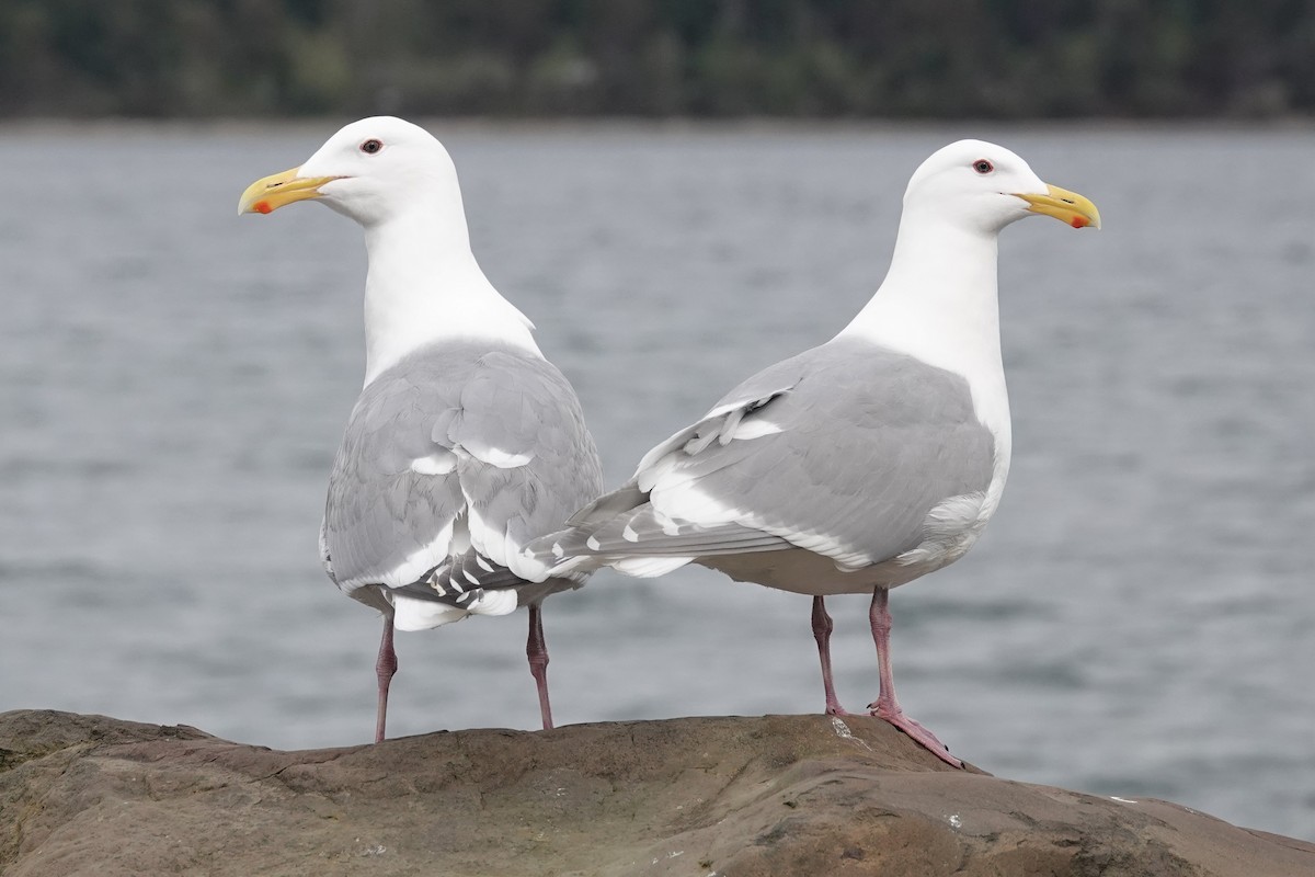 Western x Glaucous-winged Gull (hybrid) - Steve Hampton