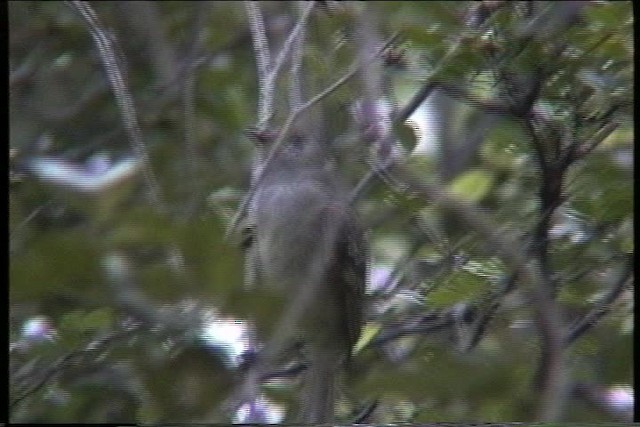 Caribbean Elaenia (Caribbean) - ML435612