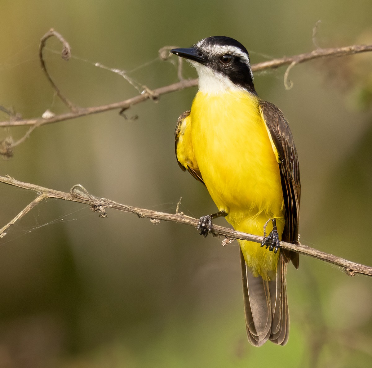 Lesser Kiskadee - ML435612251