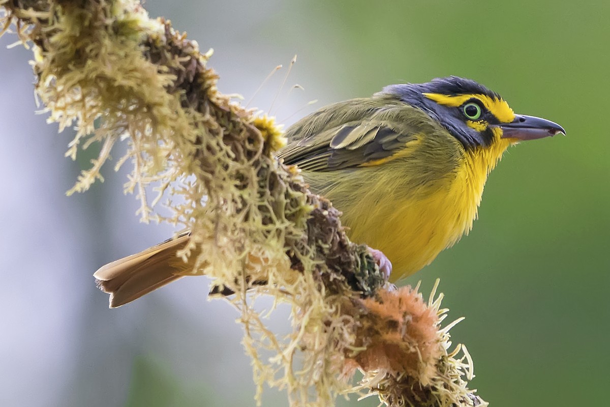 Schieferkopfvireo - ML435612451