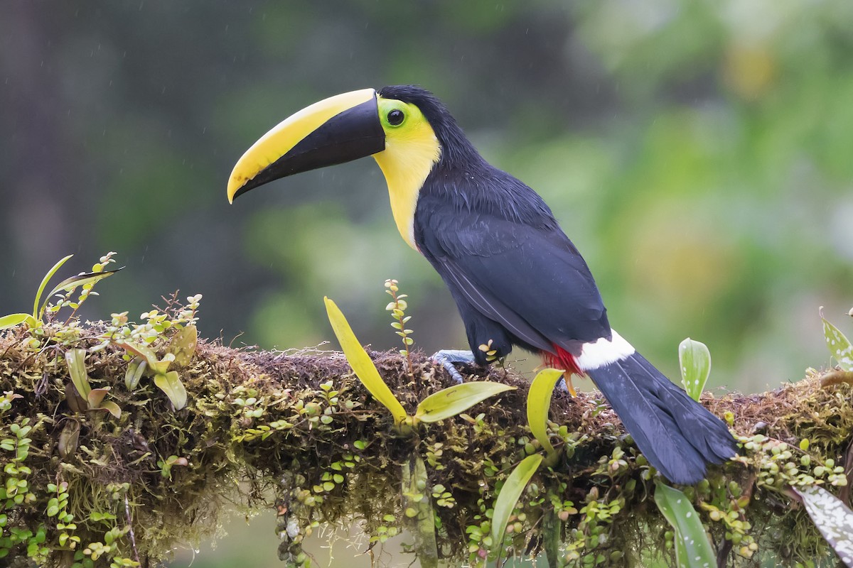 tukan hnědošíjný - ML435612531