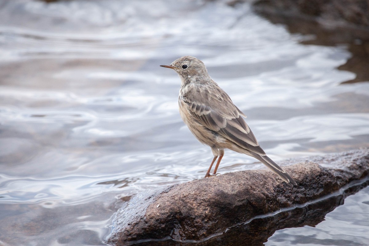 American Pipit - ML435614401