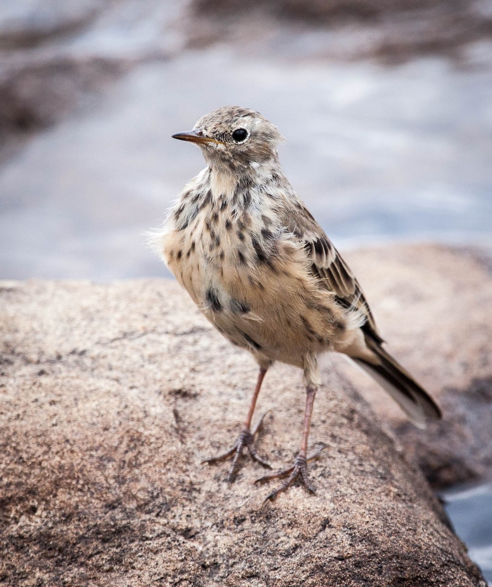 American Pipit - Jonathan Ley