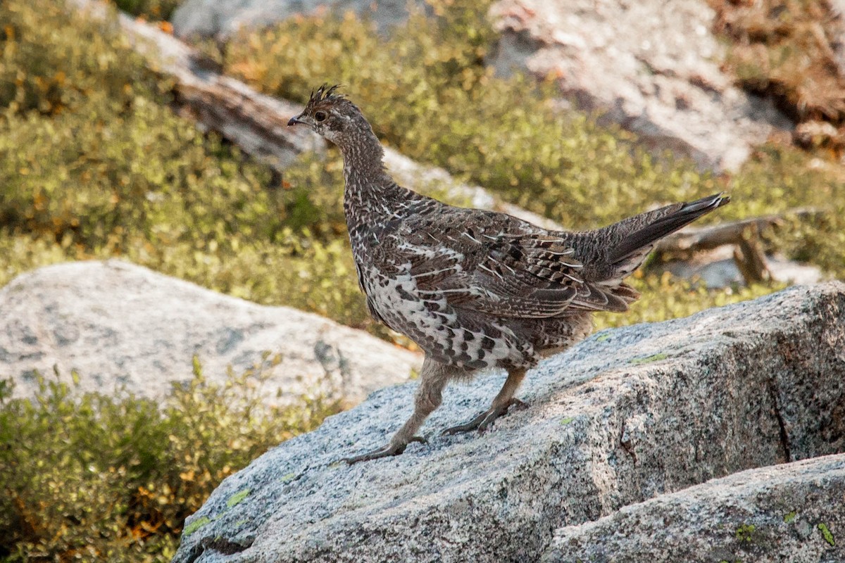 Dusky Grouse - ML435614501