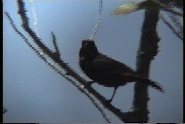 Puerto Rican Bullfinch - ML435615