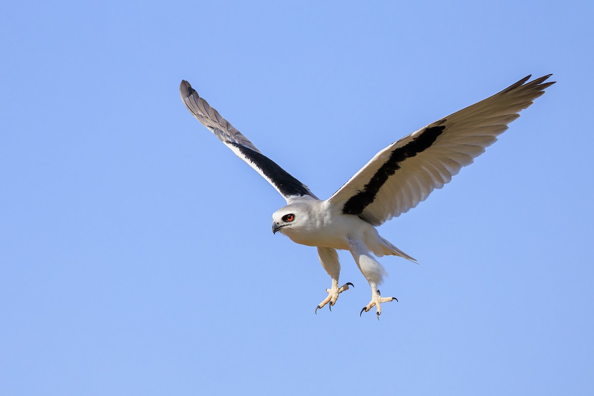 Letter-winged Kite - ML435616191