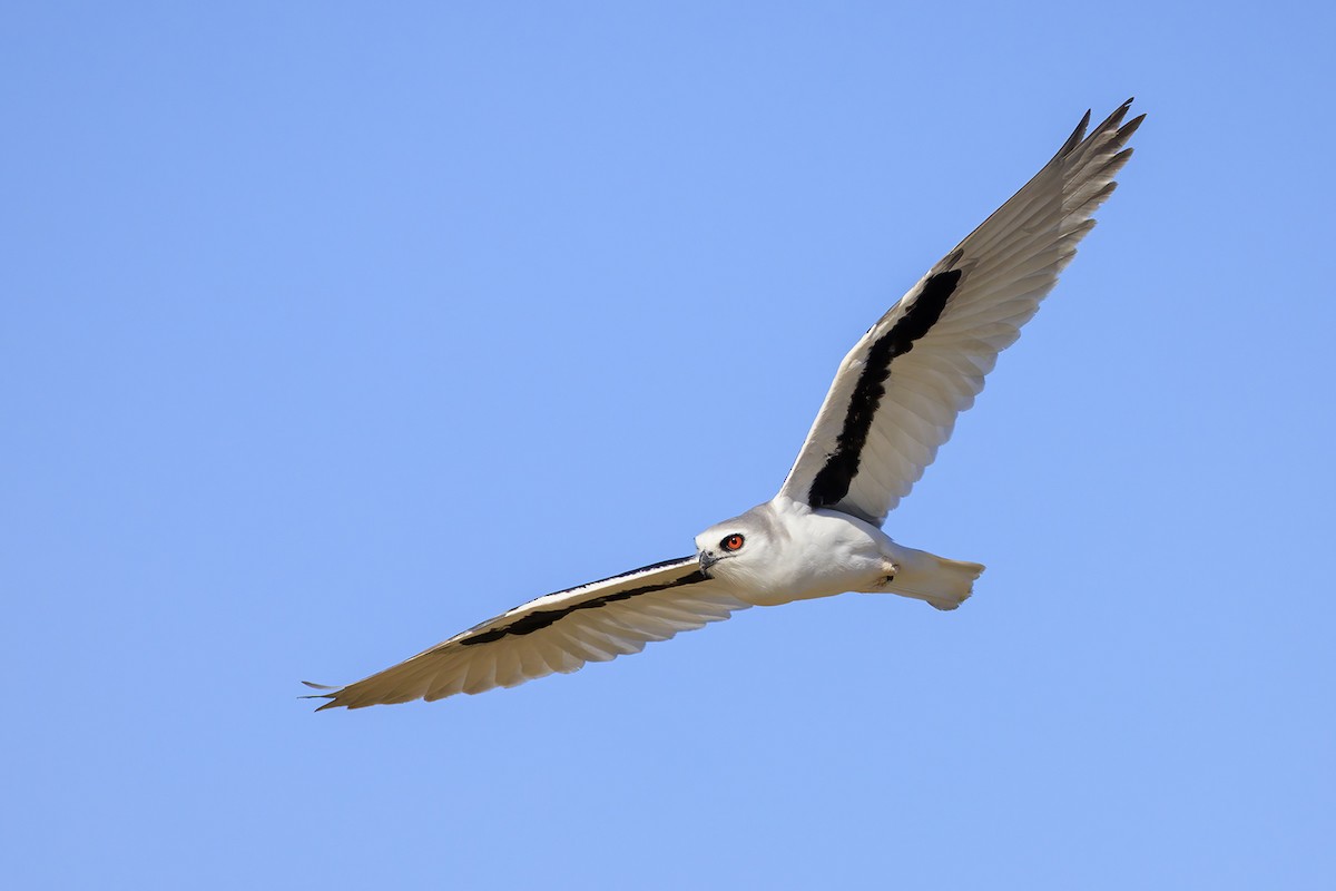 Letter-winged Kite - ML435616201