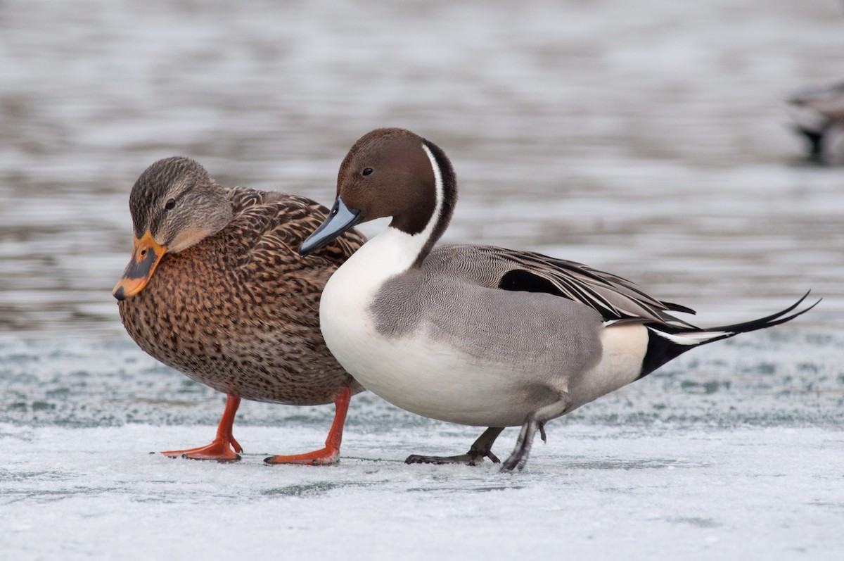 Northern Pintail - Amanda Guercio