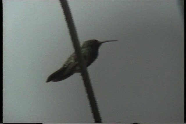 kolibřík tmavoprsý - ML435618