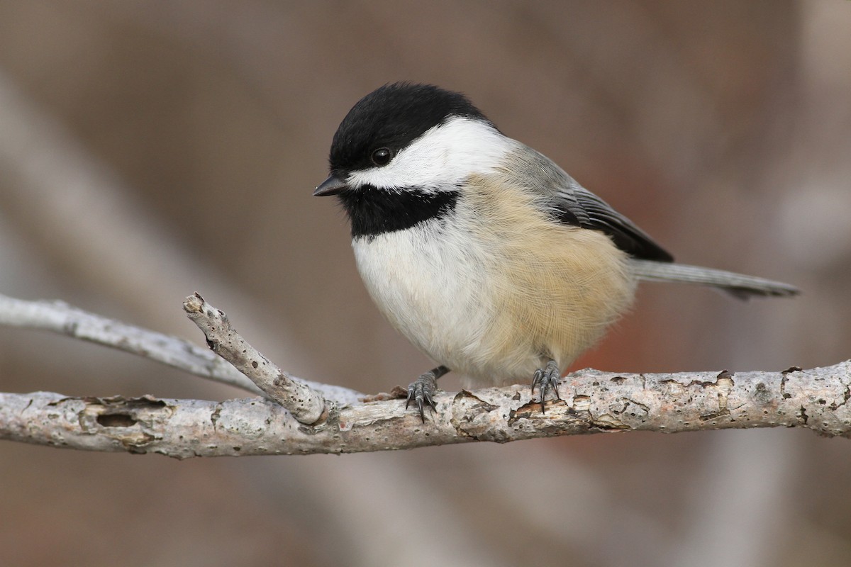 Black-capped Chickadee - ML43561831