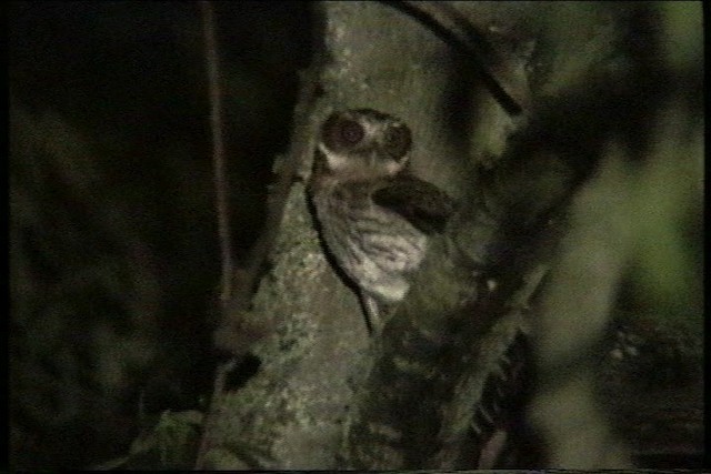 Puerto Rican Owl - ML435619